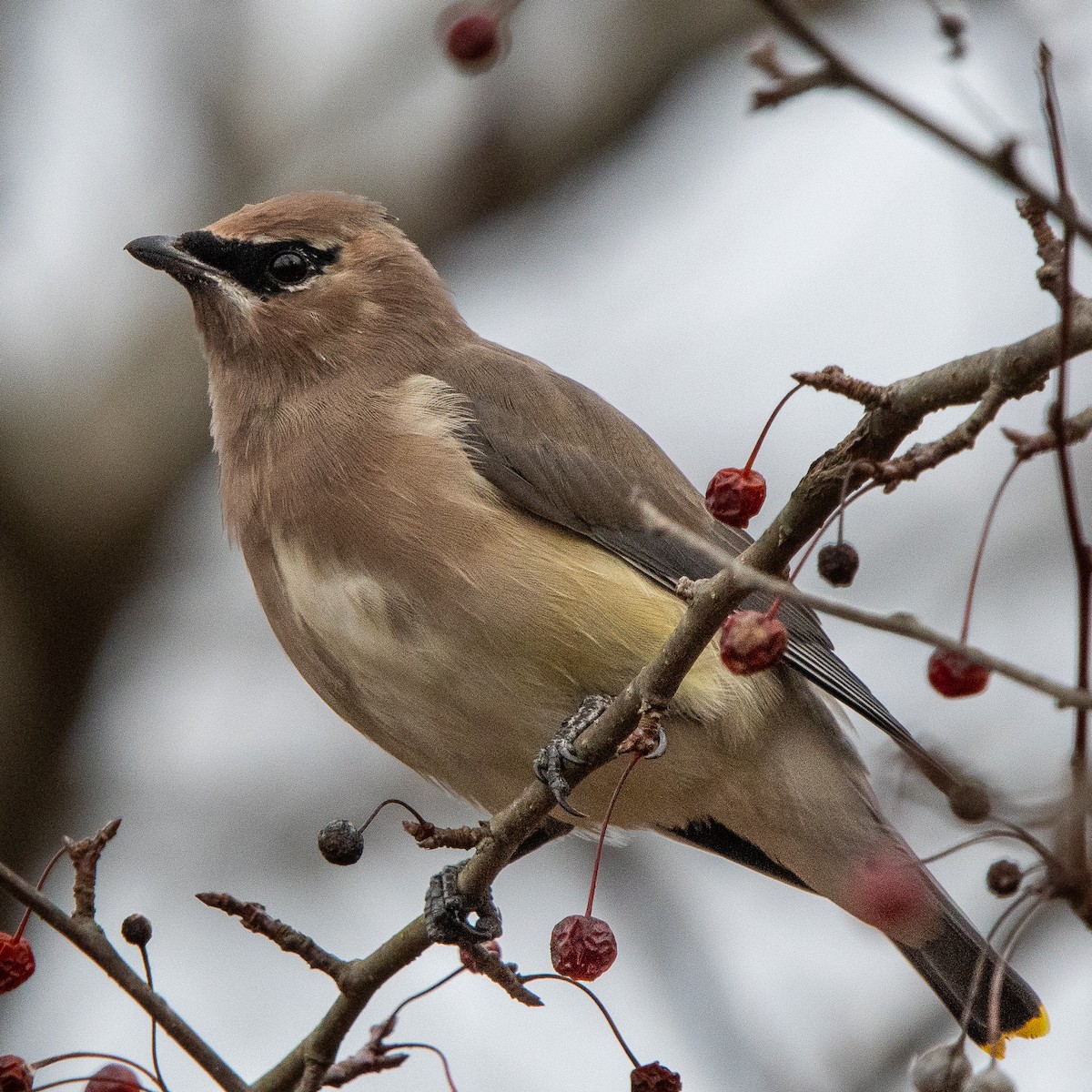 Zedernseidenschwanz - ML646877948
