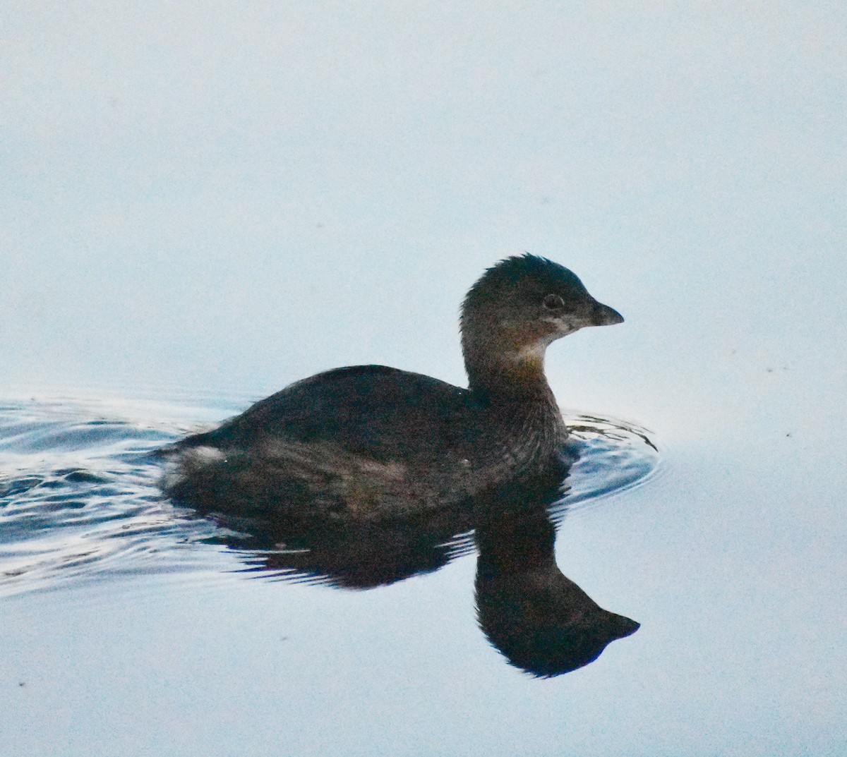 Bindentaucher - ML646877949