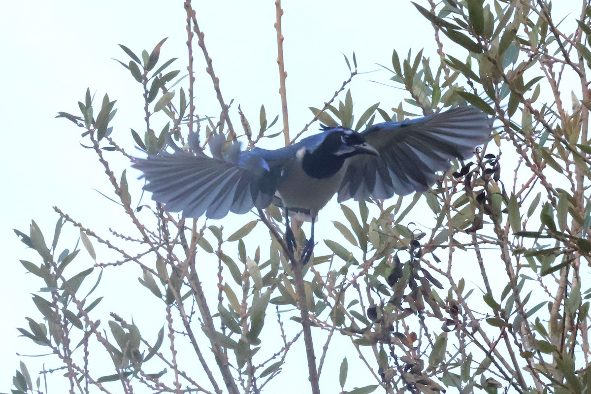 Schwarzkehl-Elsternhäher - ML646877950