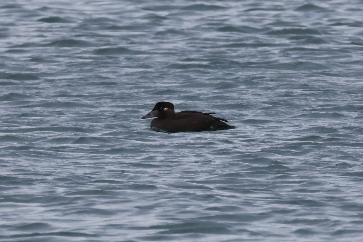 Brillenente - ML646877951