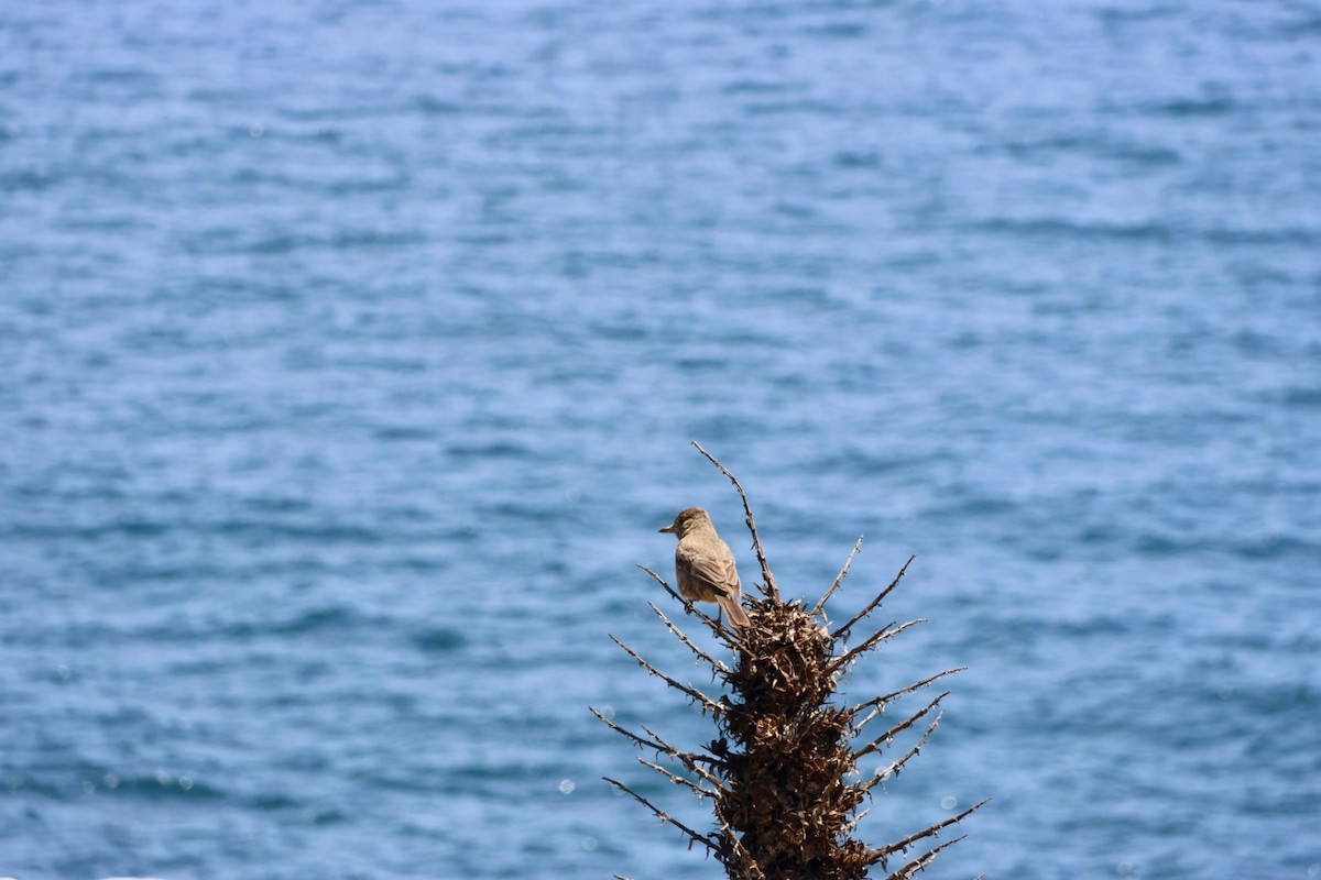 Schwarzschwanz-Hakentyrann - ML646877952