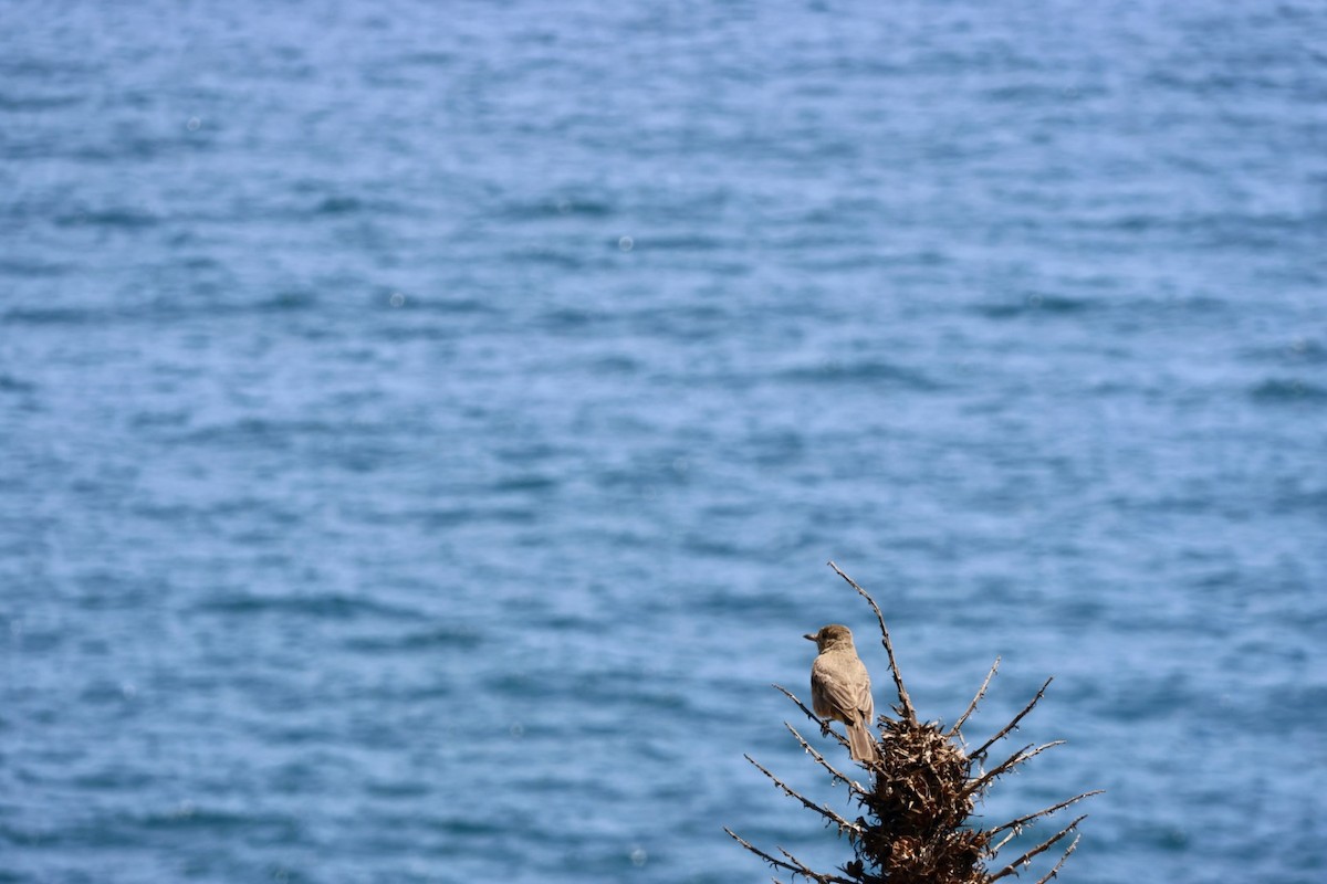 Schwarzschwanz-Hakentyrann - ML646877953