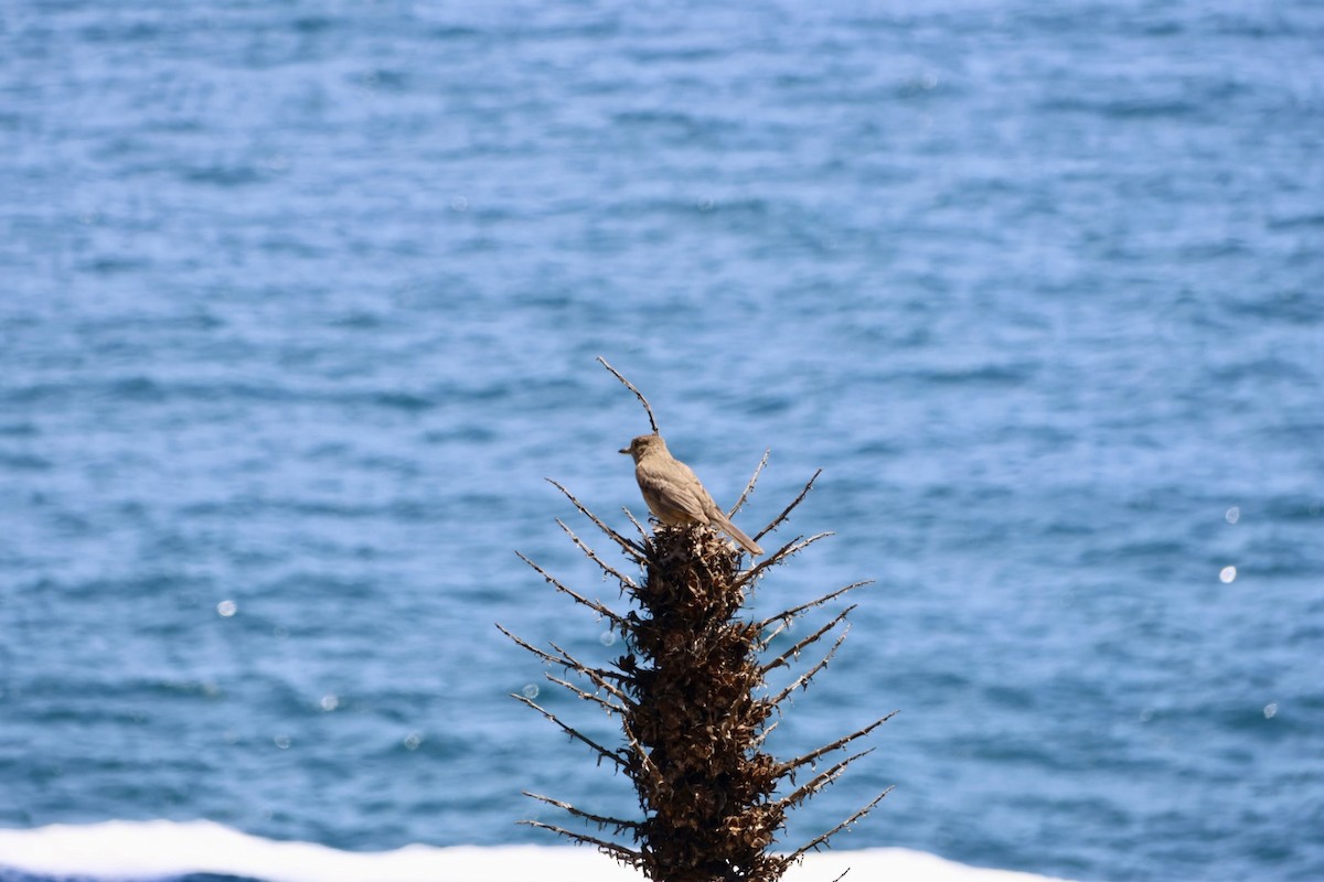 Schwarzschwanz-Hakentyrann - ML646877954