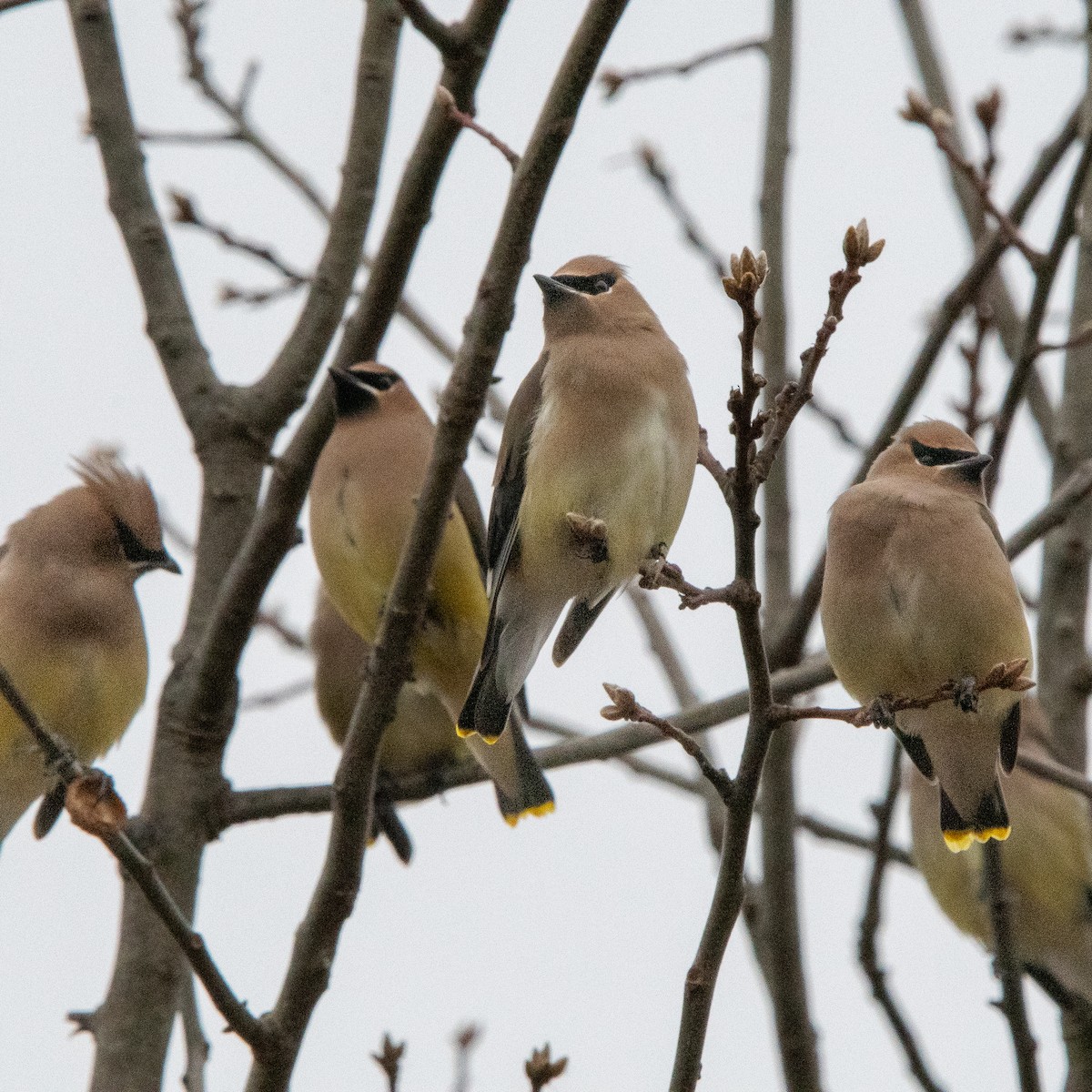 Zedernseidenschwanz - ML646877956