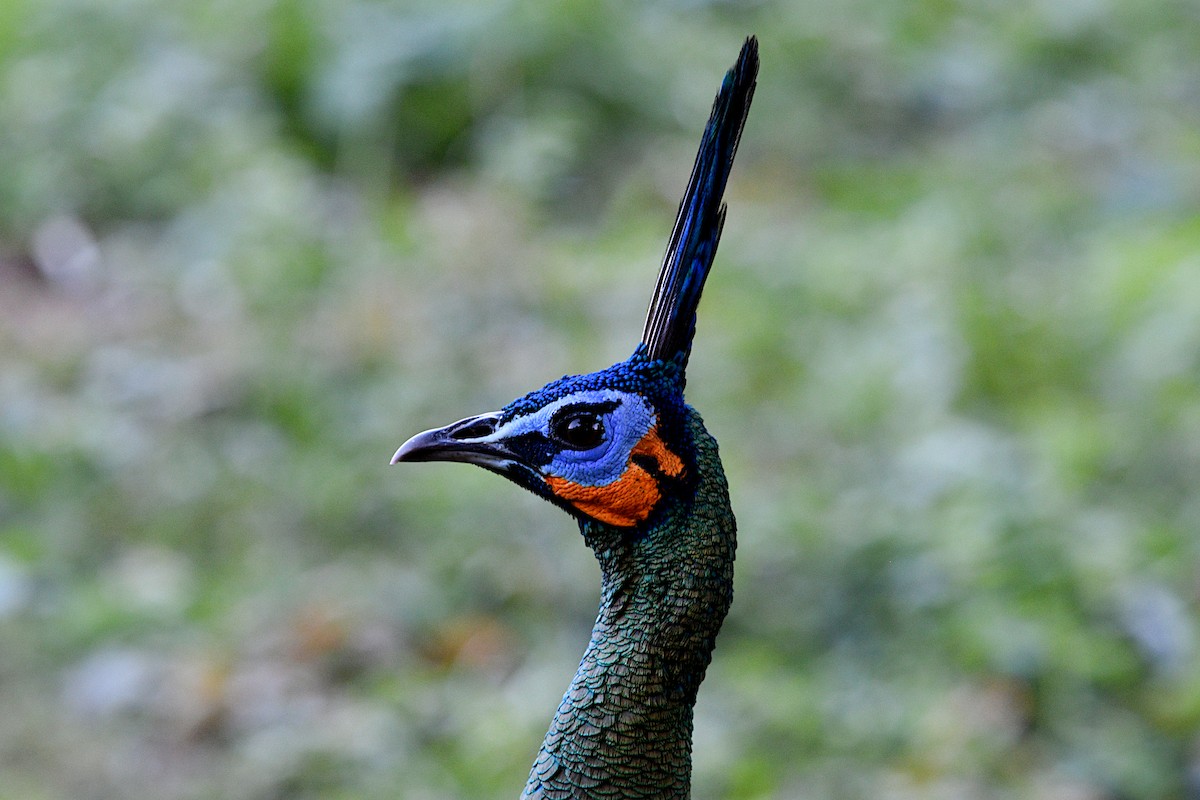 Ährenträgerpfau - ML646877960