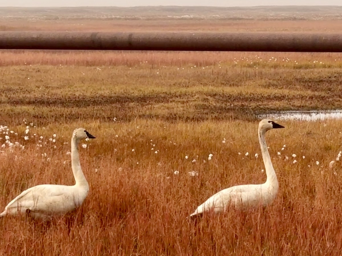 Zwergschwan - ML646877961