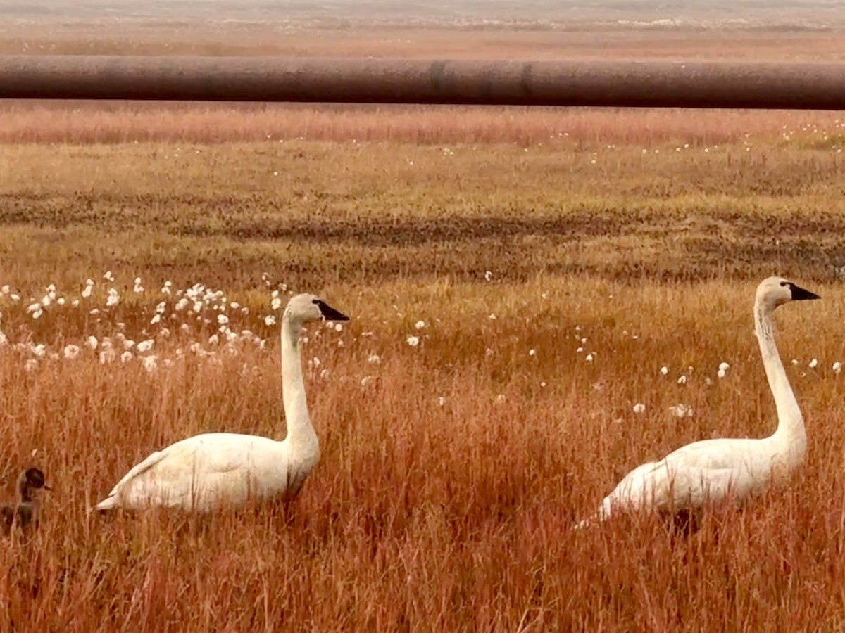 Zwergschwan - ML646877962