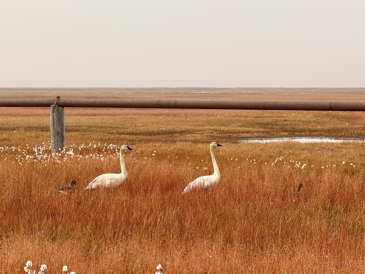 Zwergschwan - ML646877963