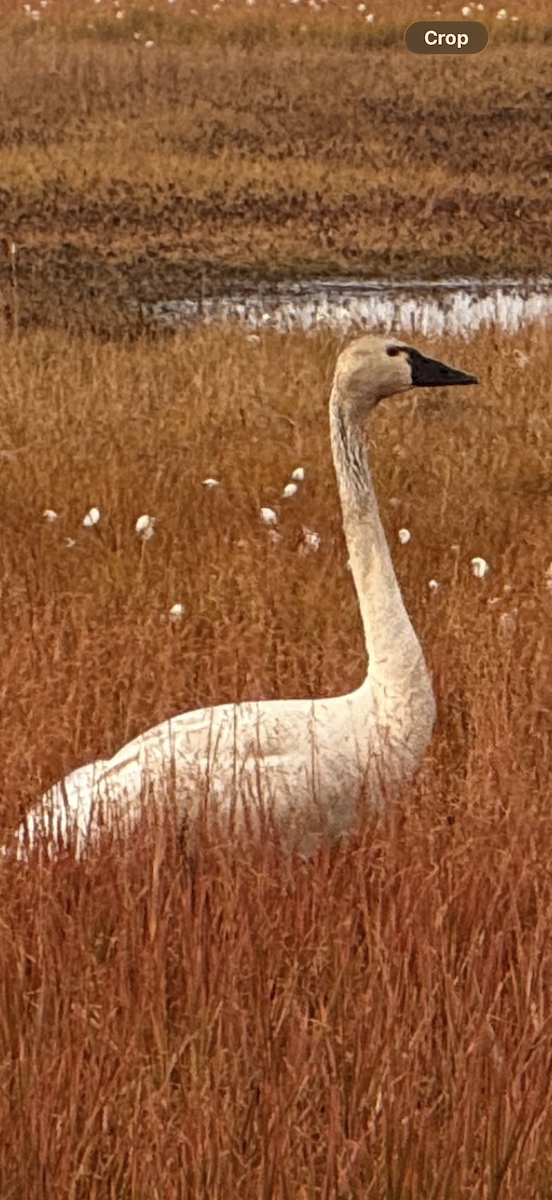 Zwergschwan - ML646877964