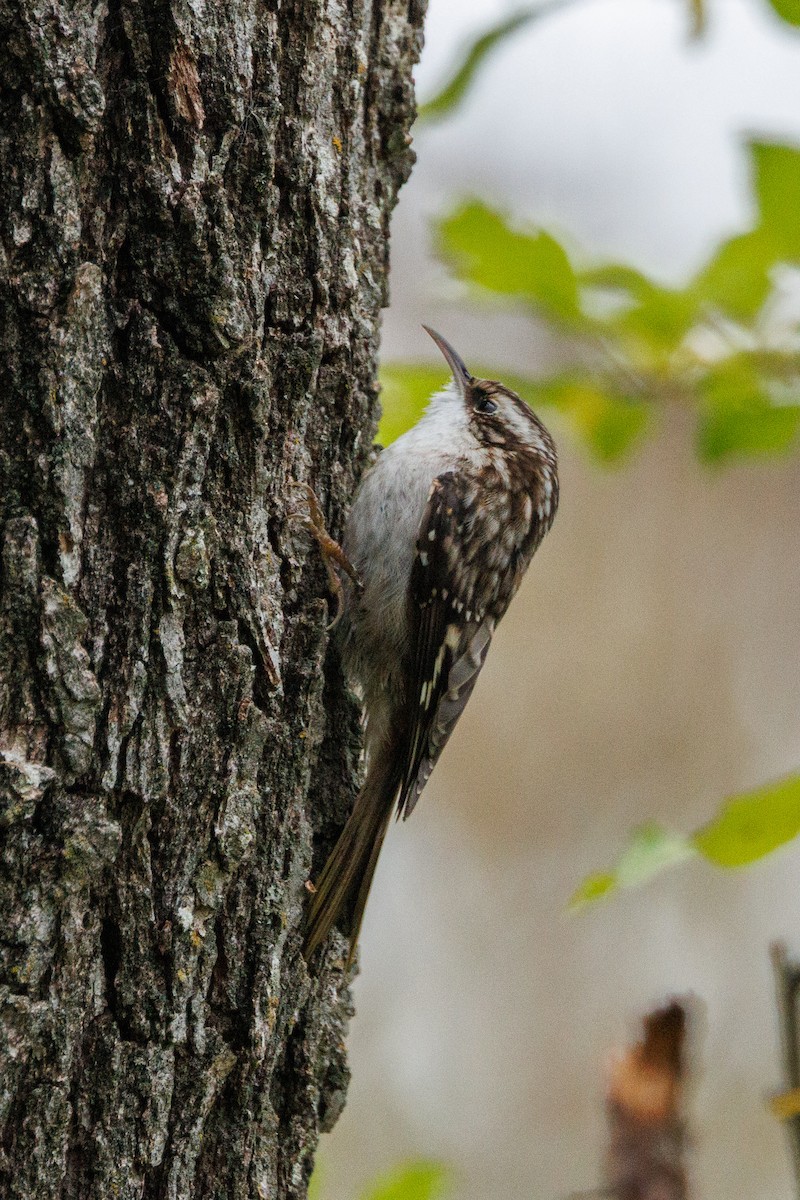 Amerikabaumläufer - ML646877965