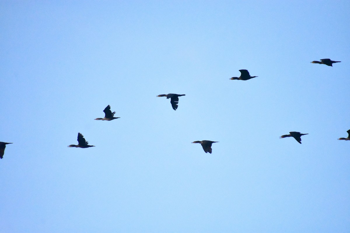 Ohrenscharbe - ML646877966