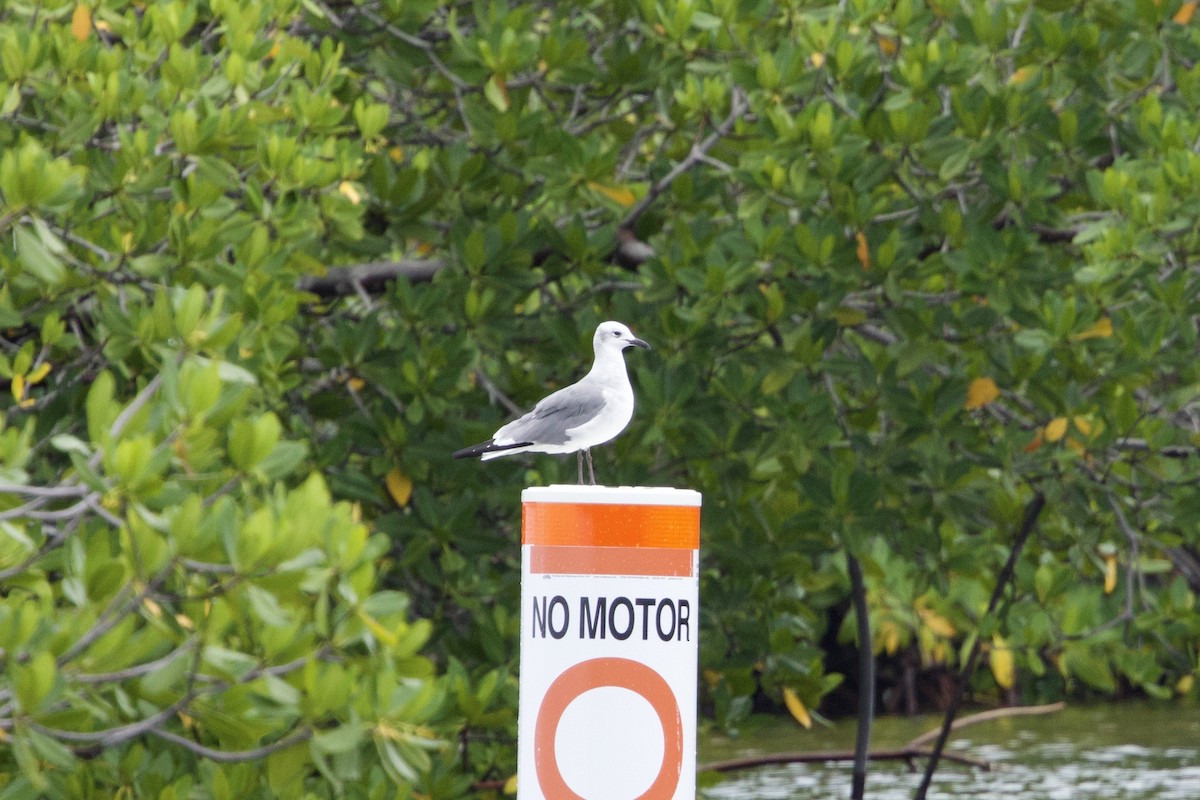 Aztekenmöwe - ML646877967