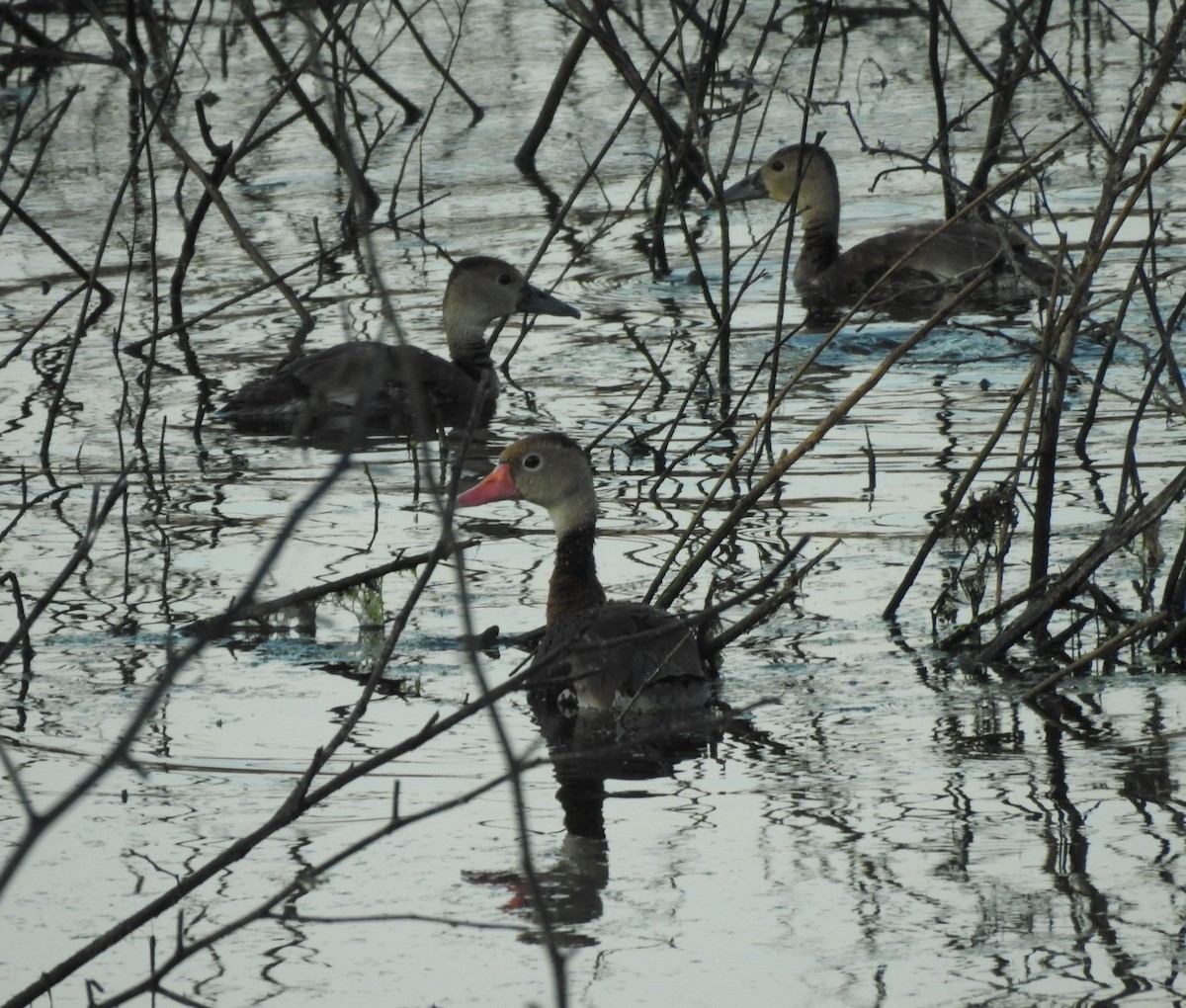 Black-bellied Whistling-Duck - ML646877971