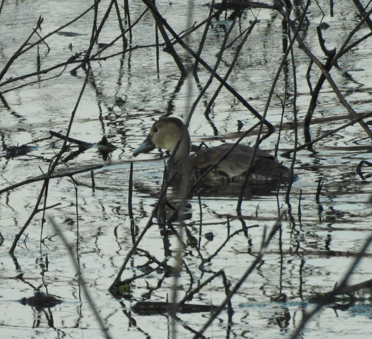 Black-bellied Whistling-Duck - ML646877972