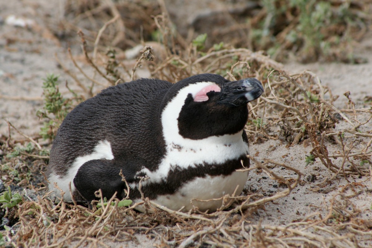 African Penguin - ML646877984