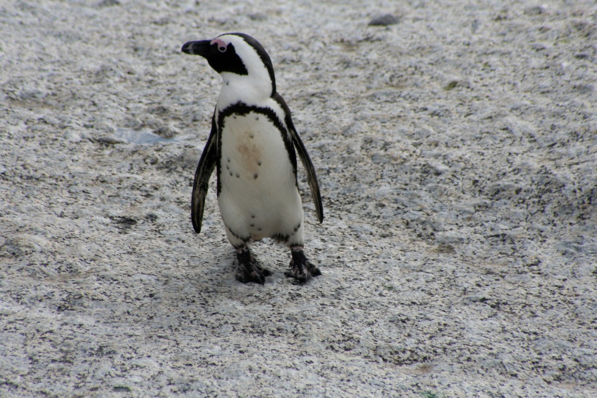 African Penguin - ML646877985