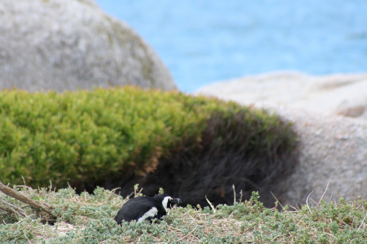 African Penguin - ML646877986