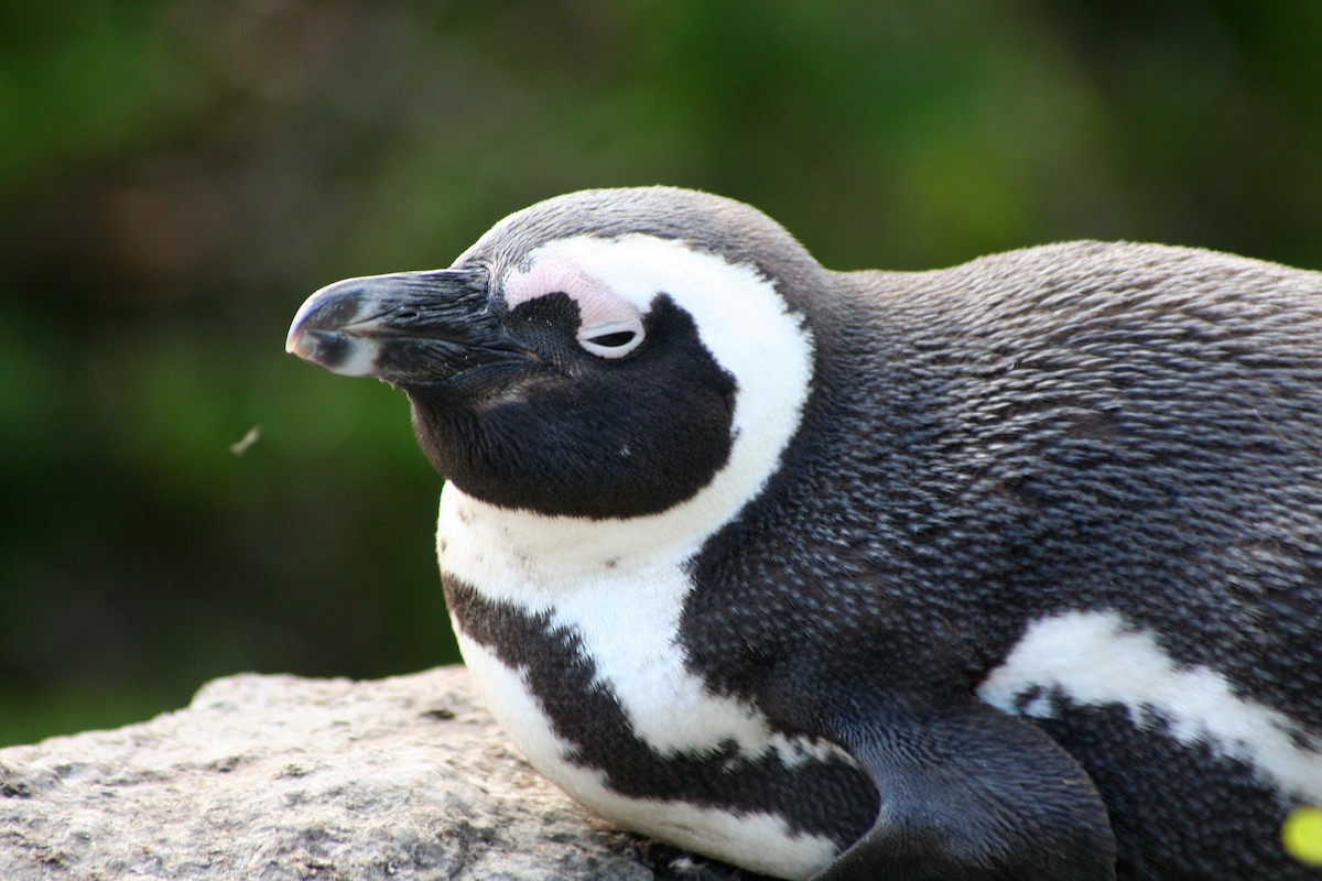 African Penguin - ML646877987