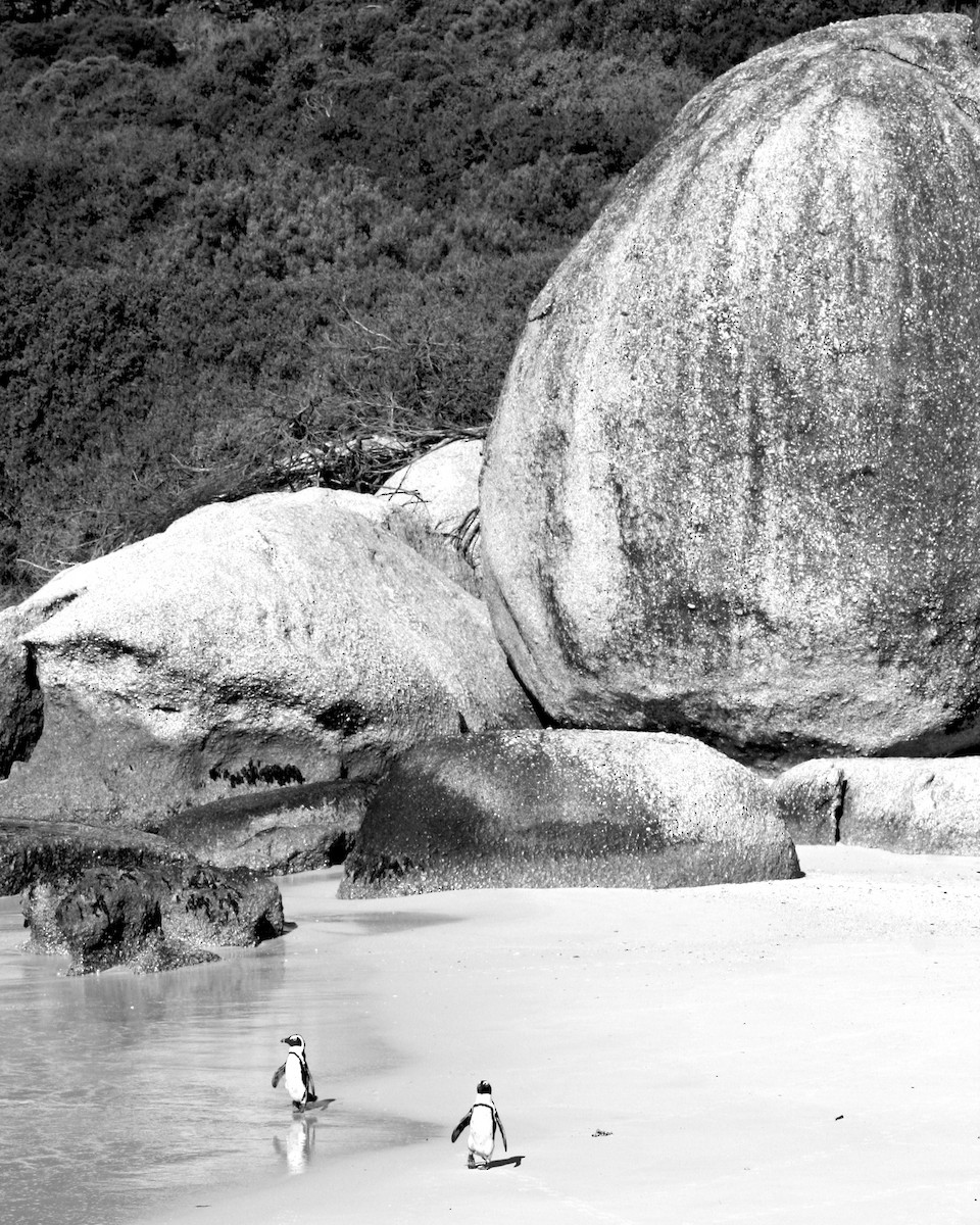 African Penguin - ML646877991