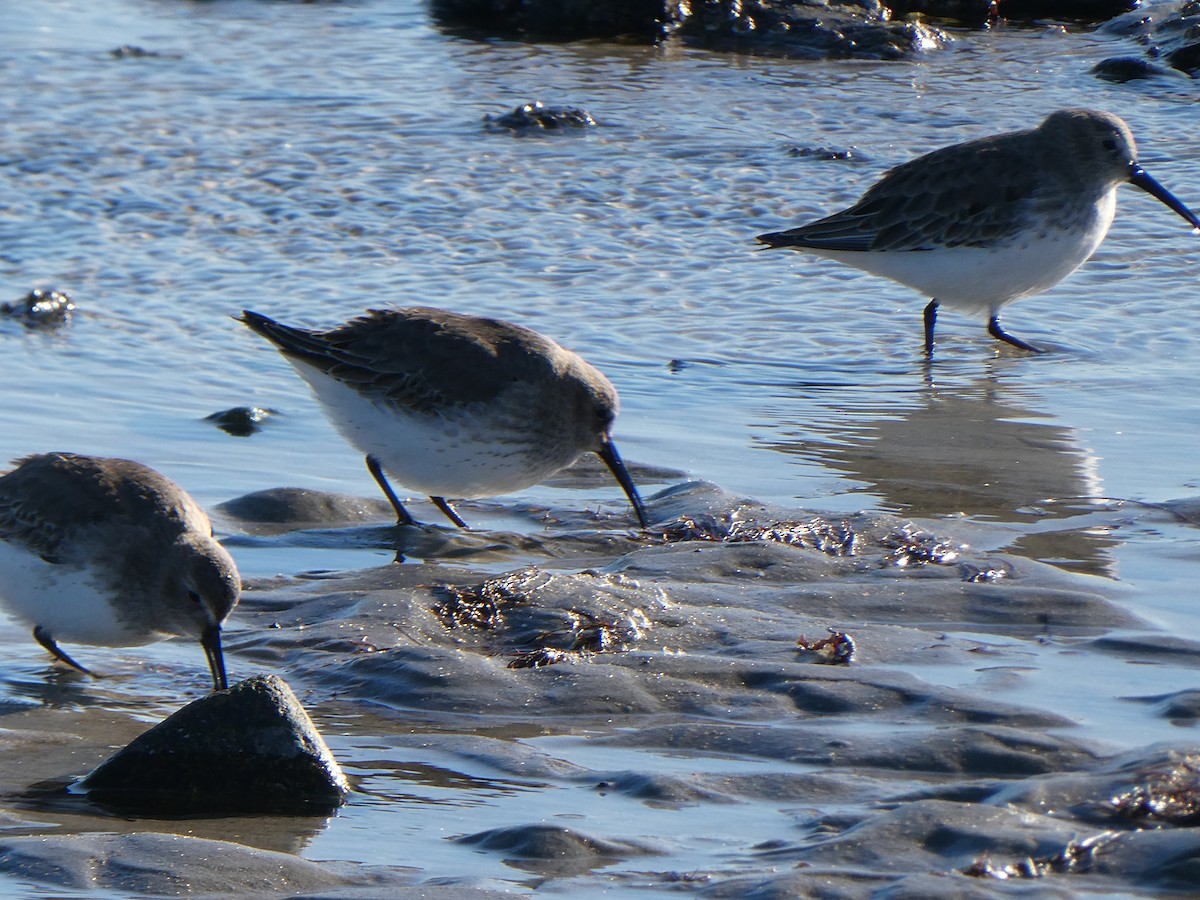 Dunlin - ML646877999