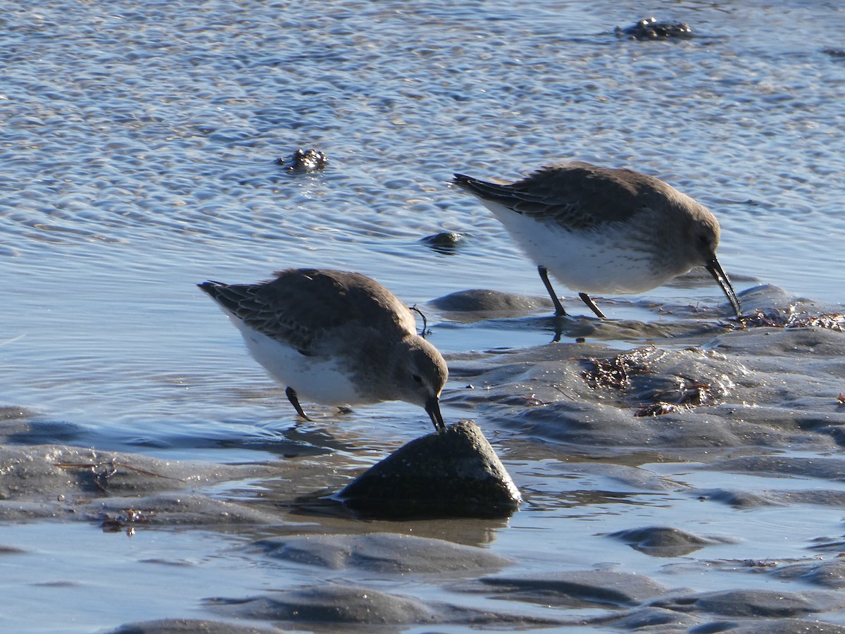 Dunlin - ML646878000