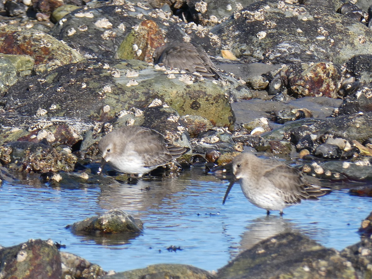 Dunlin - ML646878001