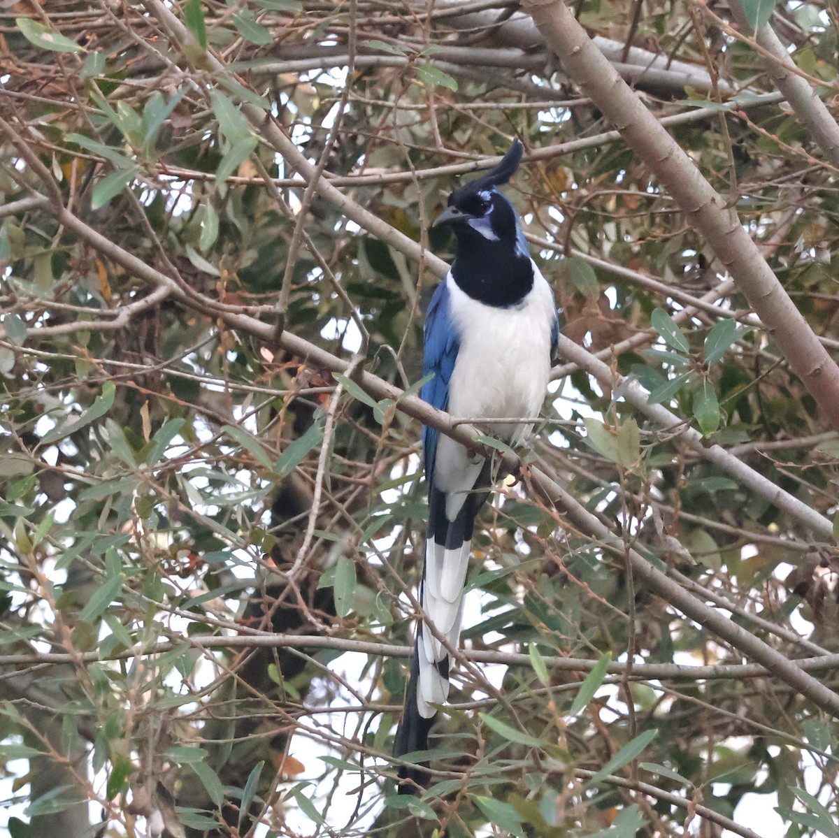 Black-throated Magpie-Jay - ML646878002