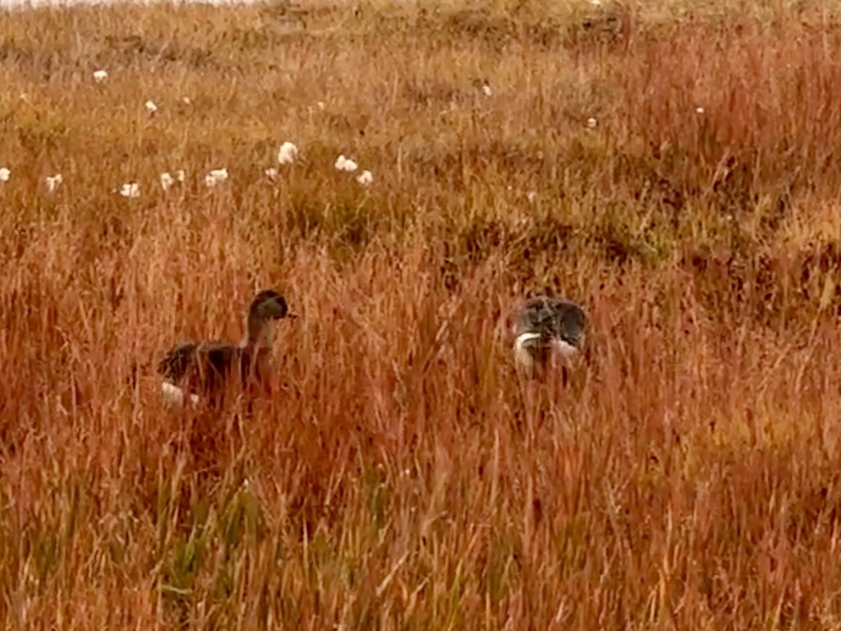 Animals - ML646878003