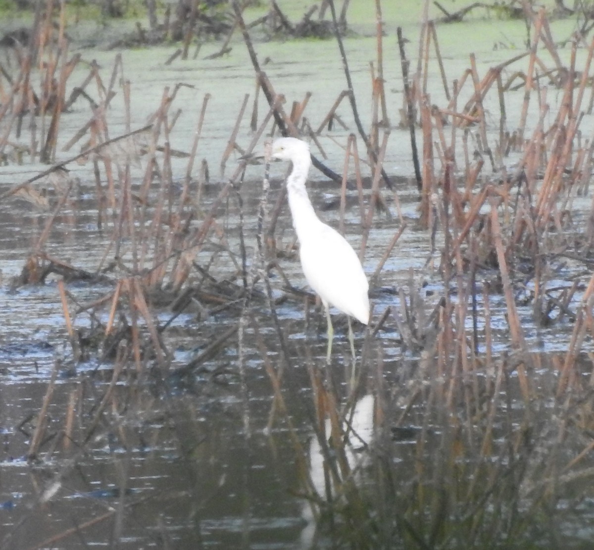 Little Blue Heron - ML646878004