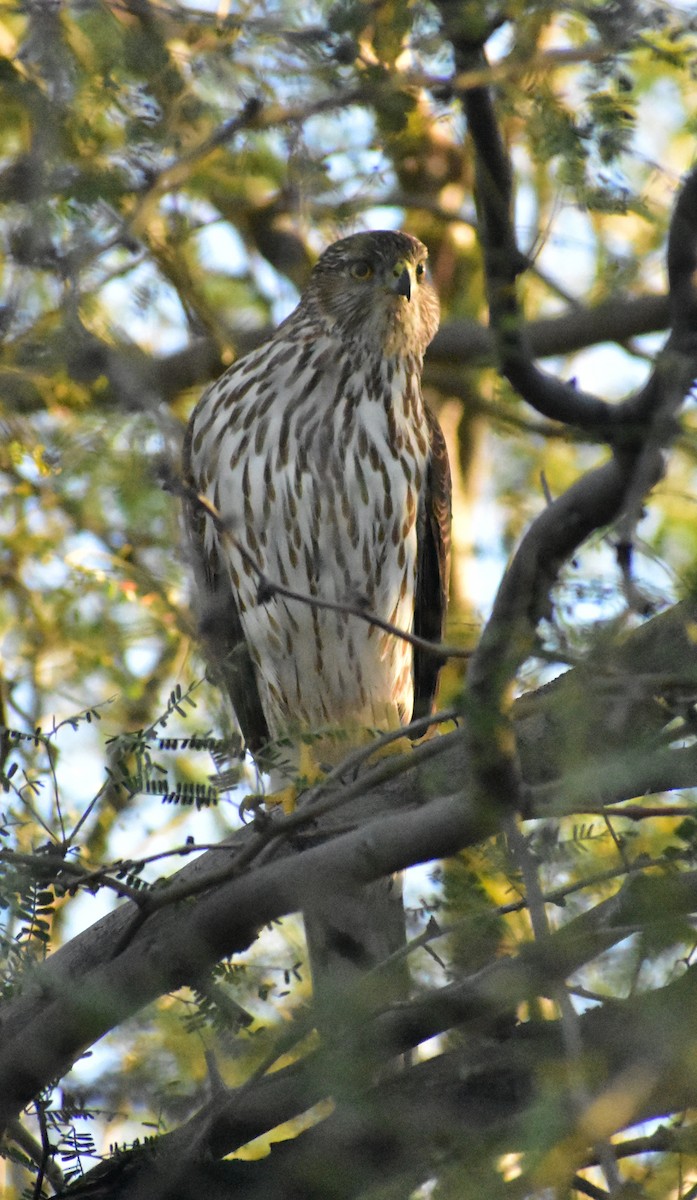 Cooper's Hawk - ML646878005