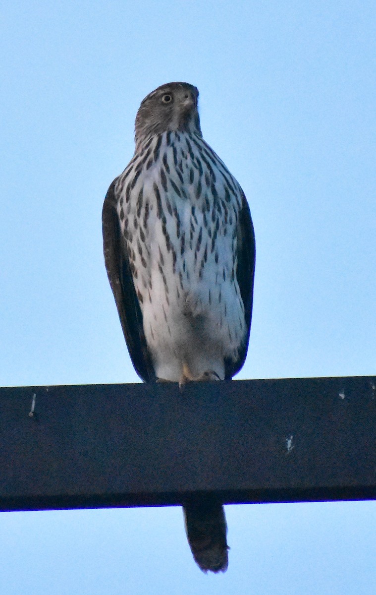 Cooper's Hawk - ML646878010