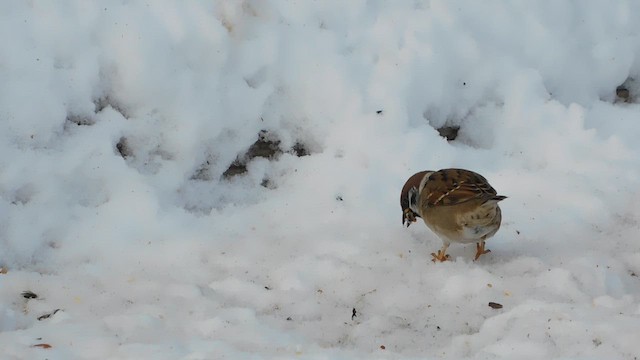 Eurasian Tree Sparrow - ML646878015