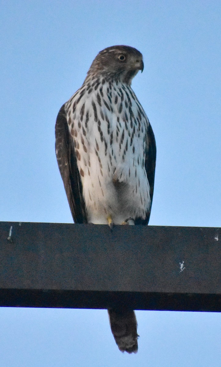 Cooper's Hawk - ML646878016