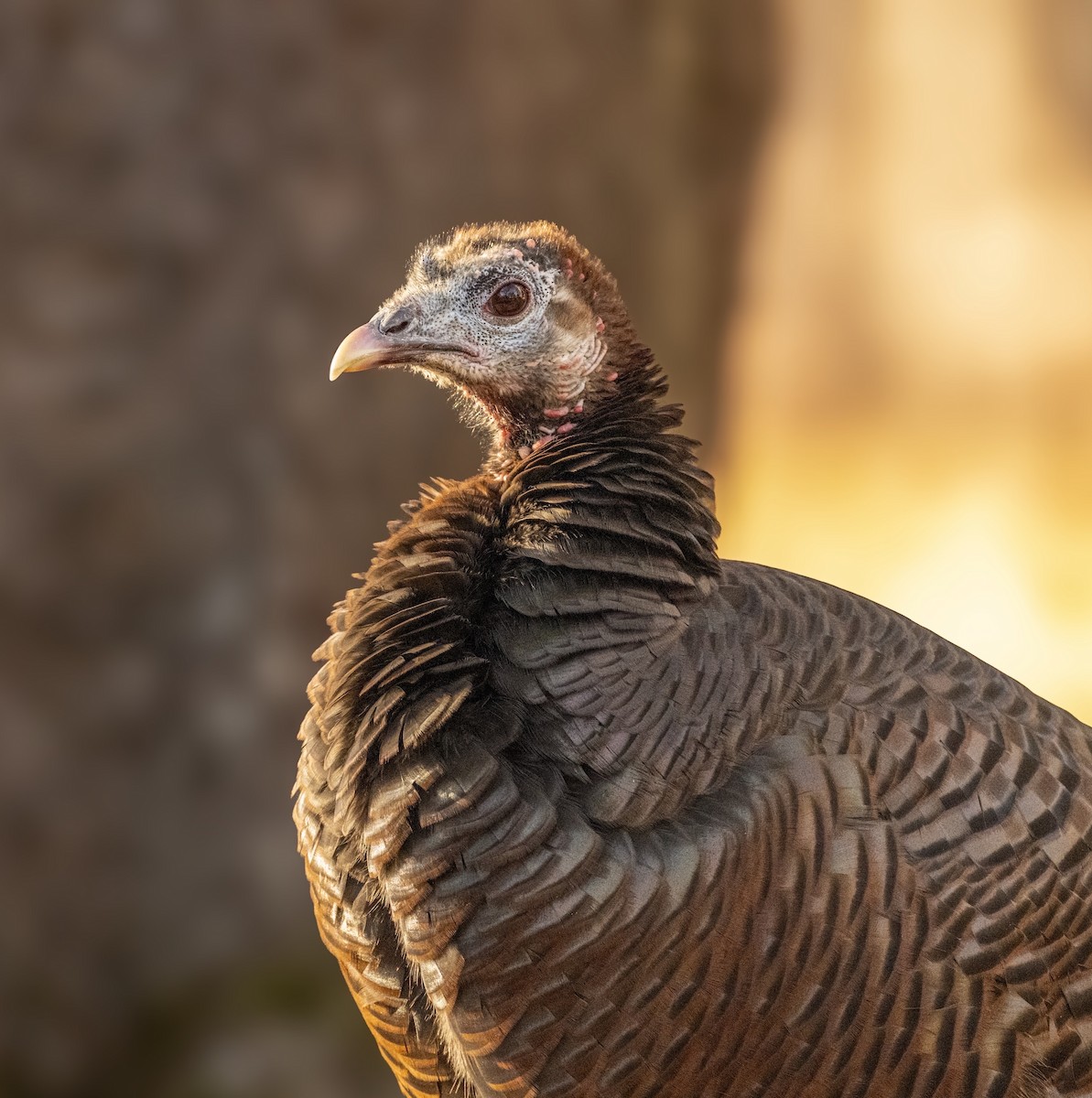 シチメンチョウ - ML646878018