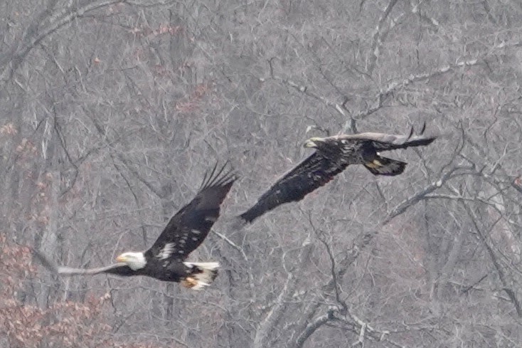 Bald Eagle - ML646878019