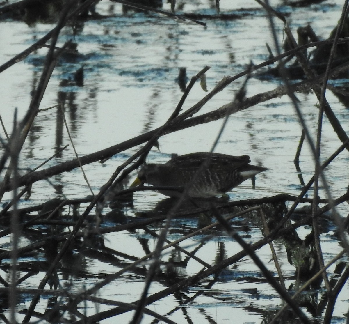 chřástal karolínský - ML646878024