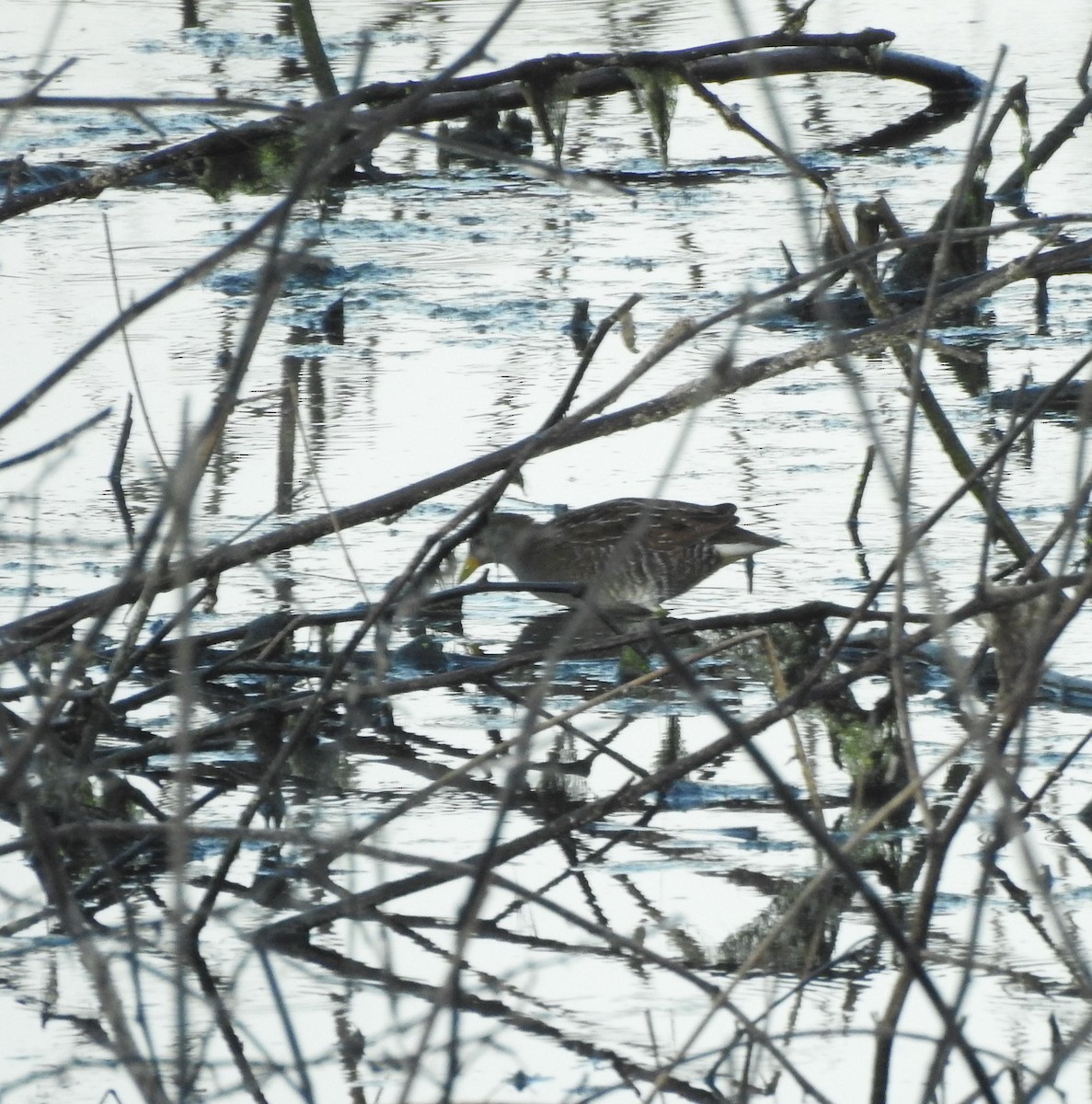 chřástal karolínský - ML646878026