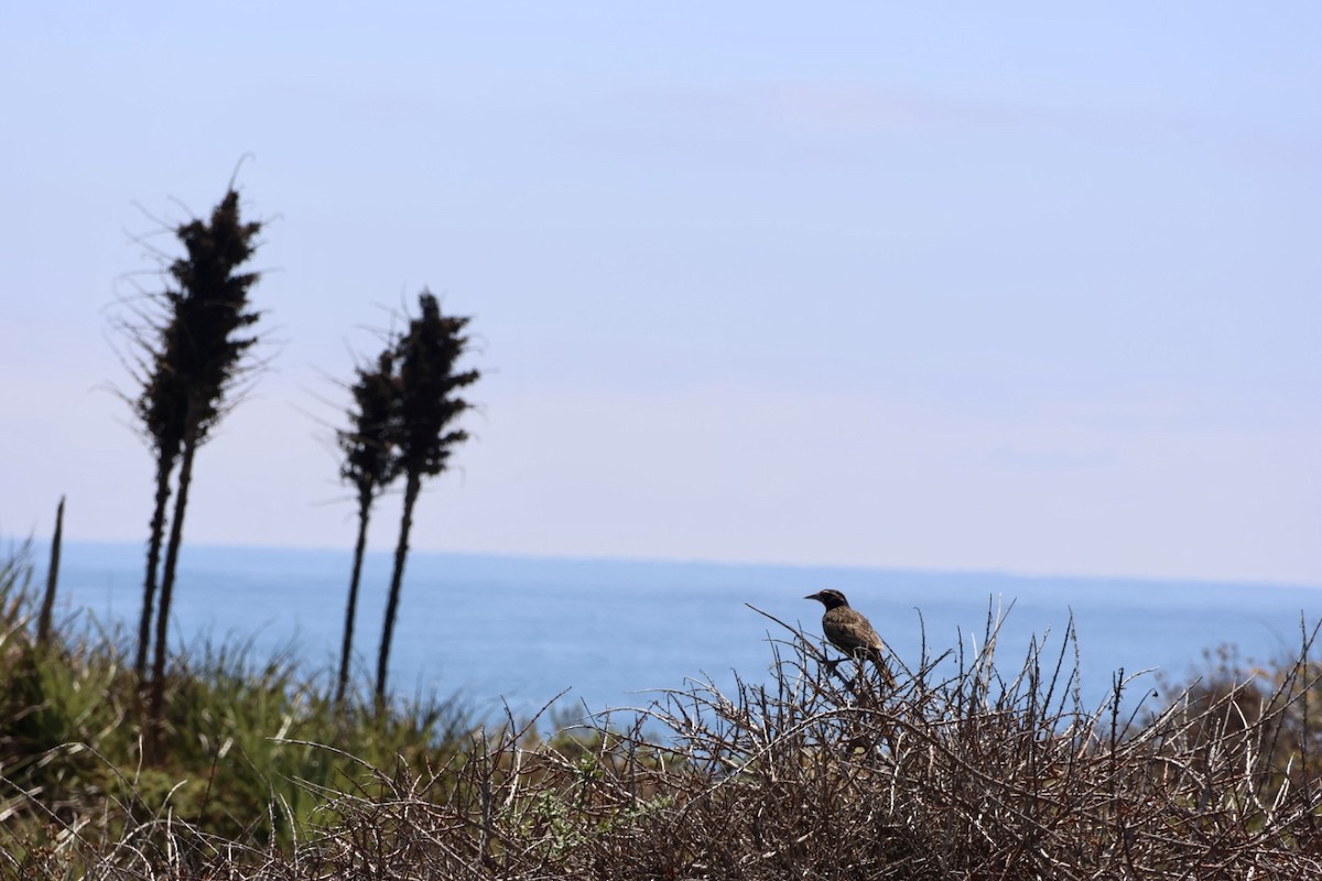 Uzun Kuyruklu Loyka - ML646878027