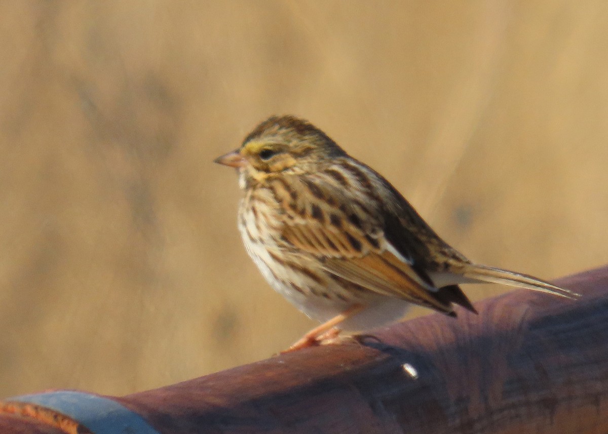 Savannah Serçesi - ML646878031