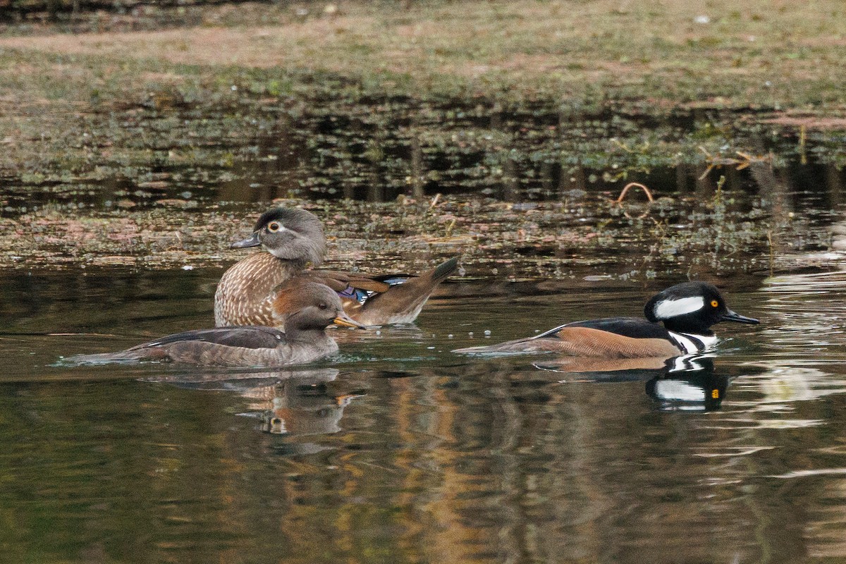 morčák chocholatý - ML646878033