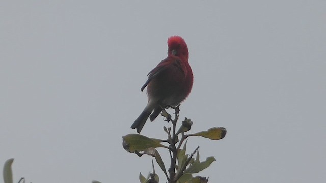 šatovník karmínový - ML646878035