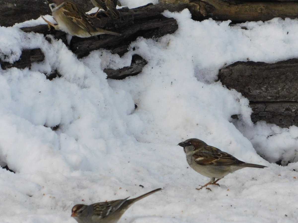 vrabec domácí - ML646878036