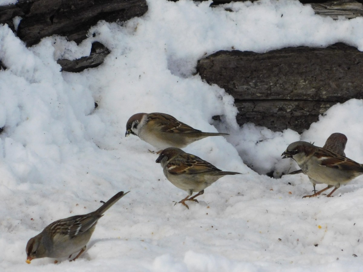 vrabec domácí - ML646878037