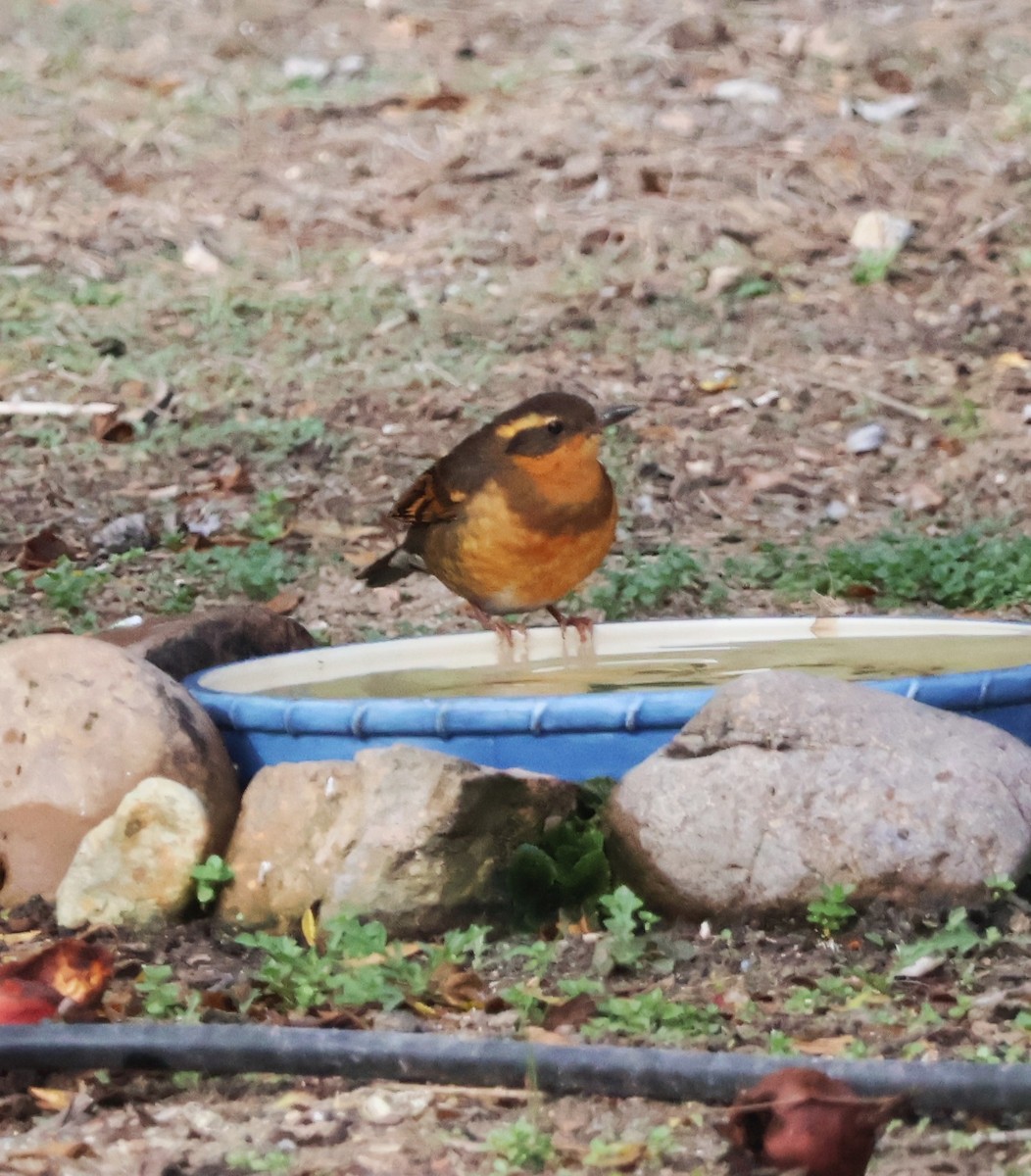 drozd pruhokřídlý - ML646878038