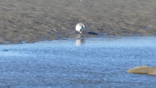 jespák písečný - ML646878039