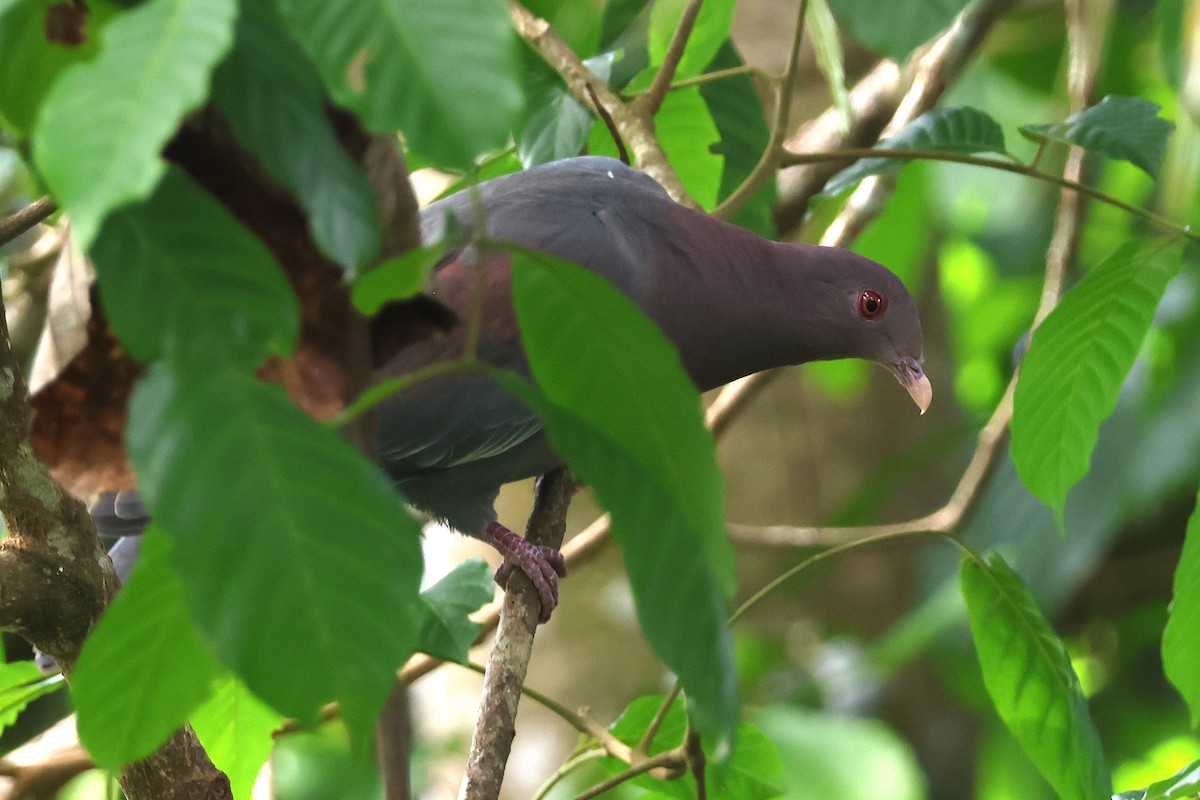 Red-billed Pigeon - ML646878040
