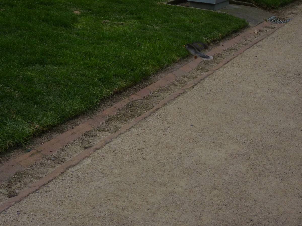 majna obecná - ML646878044