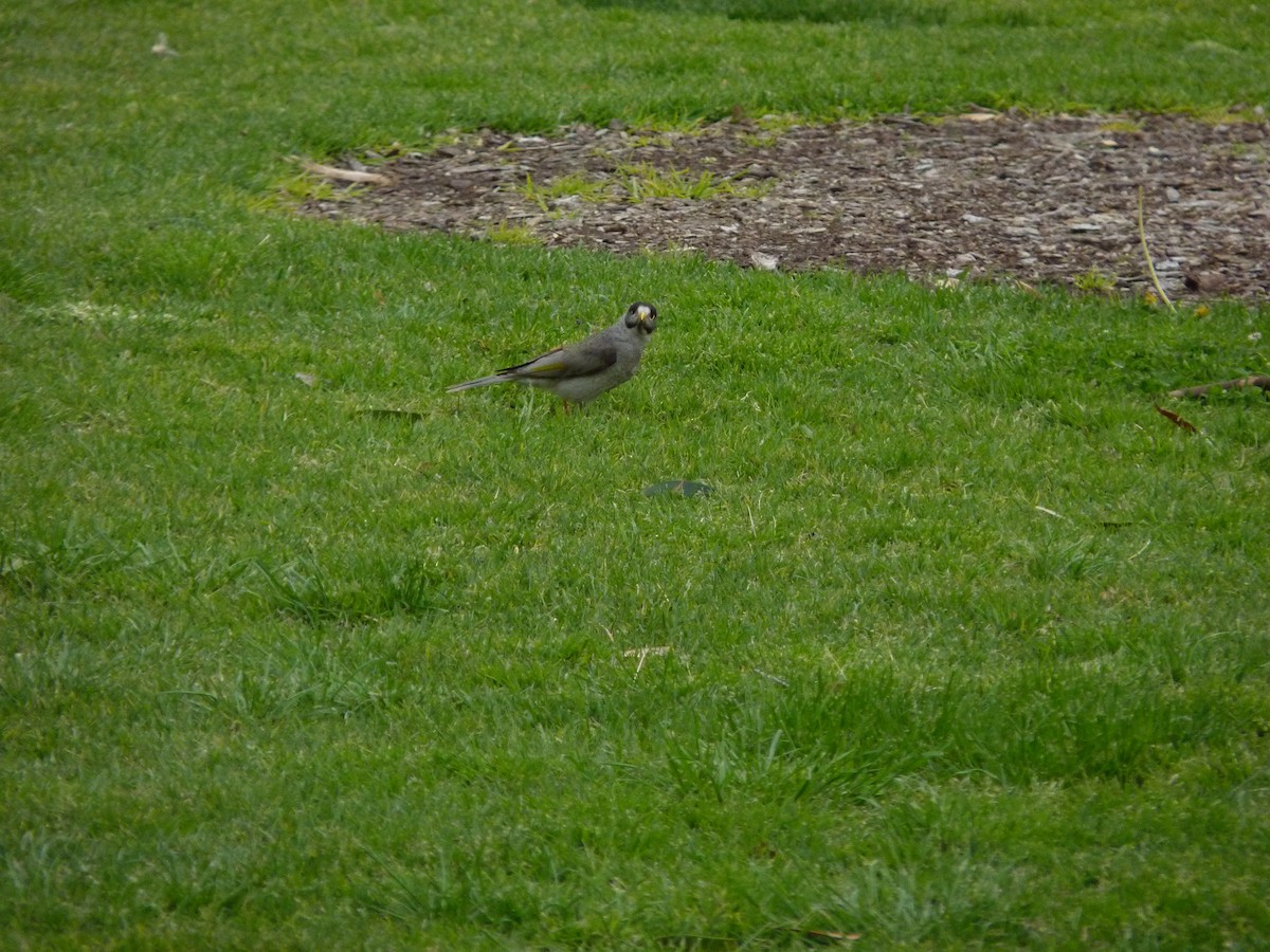 majna obecná - ML646878045