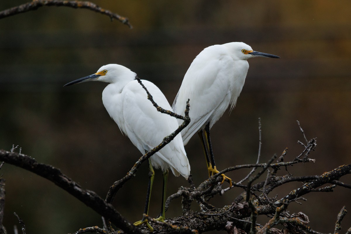 volavka bělostná - ML646878048