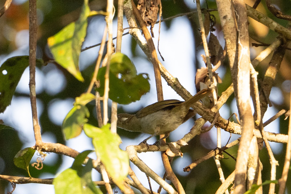 medosavka žlutouchá - ML646878052